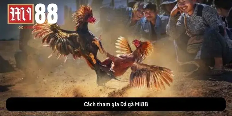 Cách tham gia Đá gà MI88