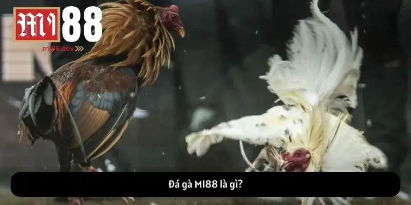 Đá gà MI88 là gì?