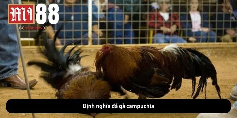 Định nghĩa đá gà campuchia
