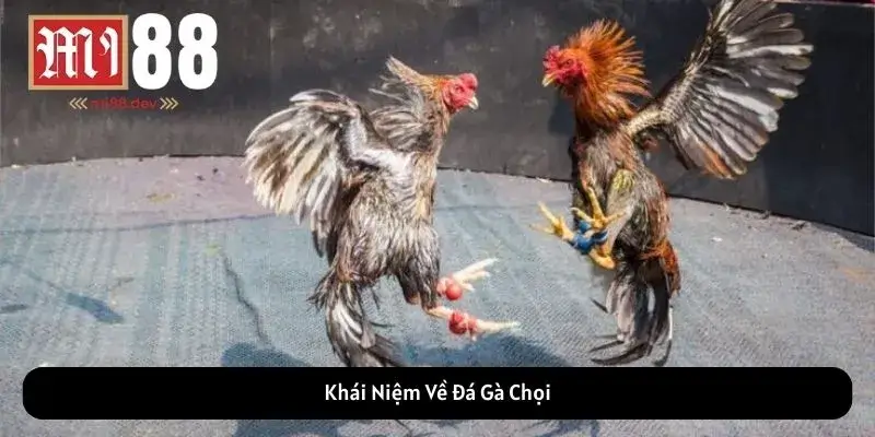 Khái Niệm Về Đá Gà Chọi