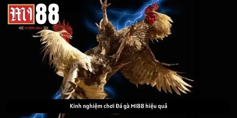 Kinh nghiệm chơi Đá gà MI88 hiệu quả