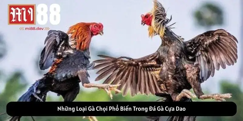 Những Loại Gà Chọi Phổ Biến Trong Đá Gà Cựa Dao