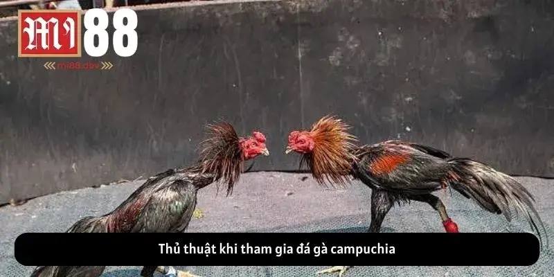Thủ thuật khi tham gia đá gà campuchia