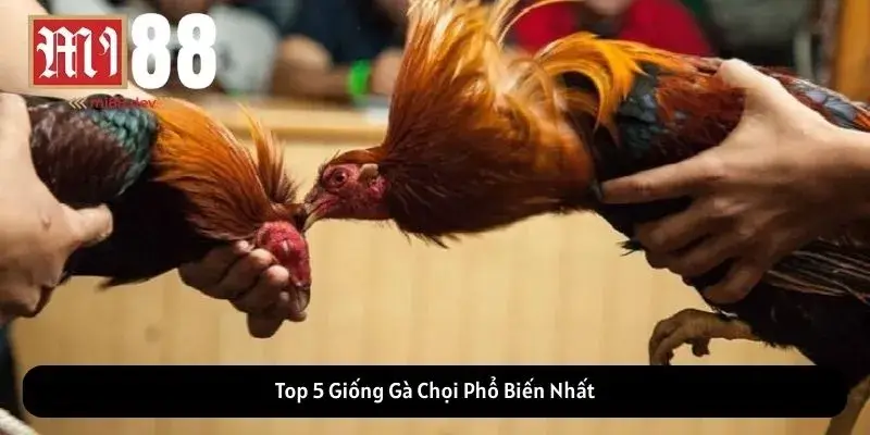 Top 5 Giống Gà Chọi Phổ Biến Nhất