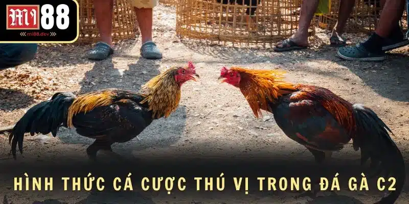 Hình thức cá cược thú vị trong đá gà C2