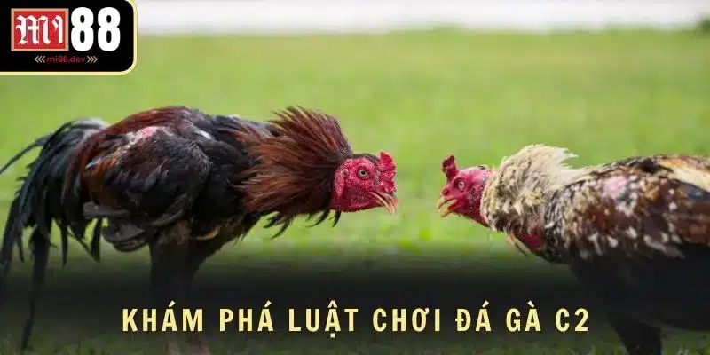 Khám phá luật chơi đá gà C2