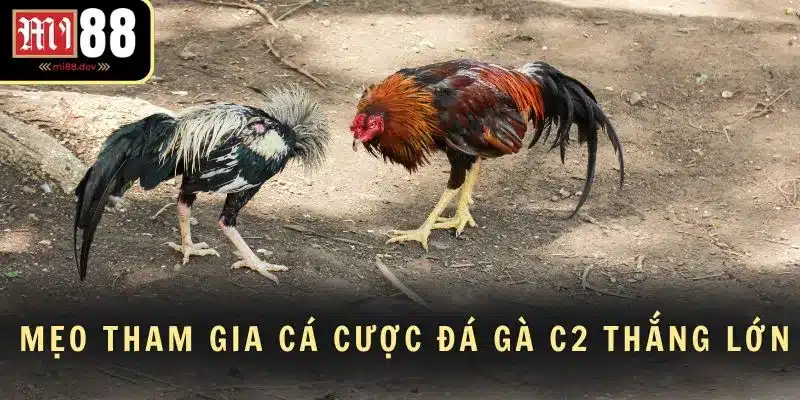 Mẹo tham gia cá cược đá gà C2 thắng lớn