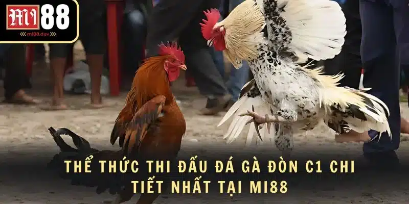 Thể thức thi đấu đá gà đòn C1 chi tiết nhất tại MI88