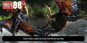 Đá Gà Cựa Dao Tìm Hiểu Về Hình Thức Giải Trí Truyền Thống